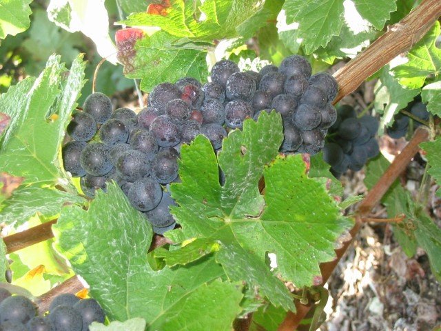 <strong>Raisin Pinot Meunier - Vignoble Champenois</strong> <small></small>