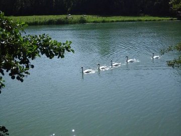 <strong>Cygnes - La rivière Marne</strong> <small></small>